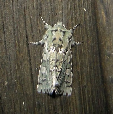 10007 – Feralia major – Major Sallow Moth4-11-2011 Athol Ma.JPG Accepted by BAMONA
