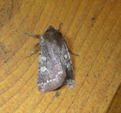 10994 – Cerastis tenebrifera – Reddish Speckled Dart Moth 4-9-2011 Athol Ma .JPG Accepted by BAMONA