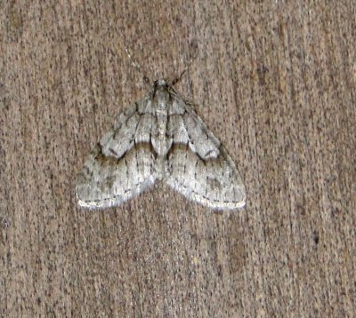 7637 B  Cladara limitaria  Mottled Gray Carpet Moth 4-12-2011.JPG Accepted by BAMONA
