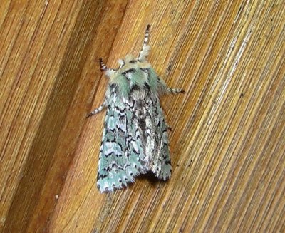 10008 – Feralia comstocki – Comstocks Sallow Moth 4-18-2011 Athol Ma.JPG Accepted by BAMONA