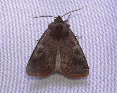 10994 – Cerastis tenebrifera – Reddish Speckled Dart Moth a 4-18-2011 Athol Ma.JPG