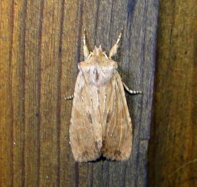 9886  Lithophane patefacta  Dimorphic Pinion Moth 4-20-2011 Athol Ma.JPG