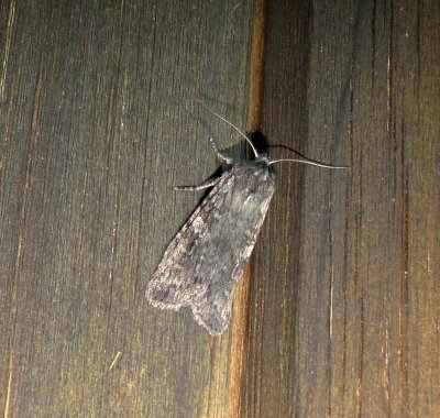 9914Lithophanelaticinerea3172011AtholMa.JPG