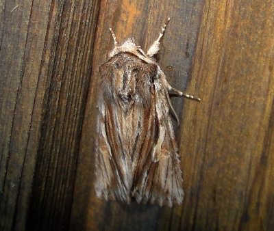 9582 – Nedra ramosula – Gray Half-spot Moth 4-27-2011 Athol Ma.JPG