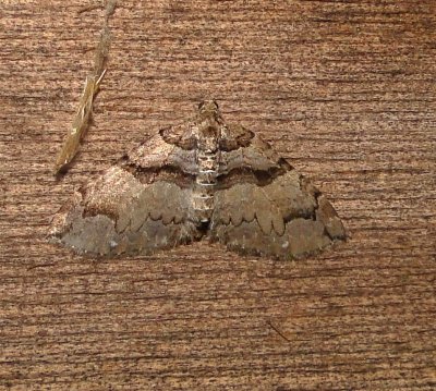 7329 E – Anticlea vasiliata – Variable Carpet Moth 5-2-2011 athol ma.JPG