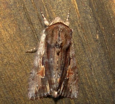 10520 – Morrisonia evicta – Bicolored Woodgrain Moth 4-2-2011 5-2-2011 Athol Ma .JPG