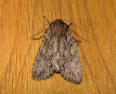 10521 – Morrisonia confusa – Confused Woodgrain Moth 5-2-2011 Athol Ma.JPG