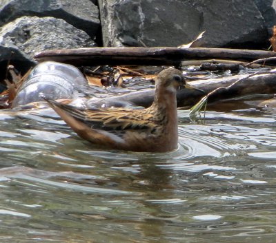 Red Phalarope - Quabbin Belchertown 5-20-2011 4.JPG