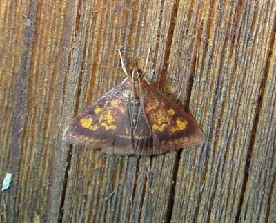 5071 – Pyrausta acrionalis – Mint-loving Pyrausta Moth5-13-2011  Athol Ma.JPG
