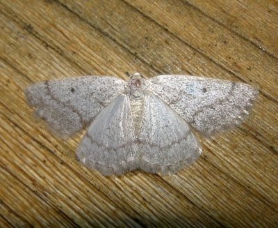 6668 E  Lomographa glomeraria  Gray Spring Moth 5-4-2011 Athol Ma.JPG