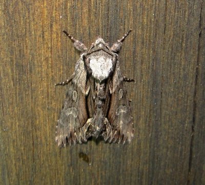 9578 - Hyppa xylinoides – Common Hyppa Moth 5-19-2011 Athol Ma.JPG