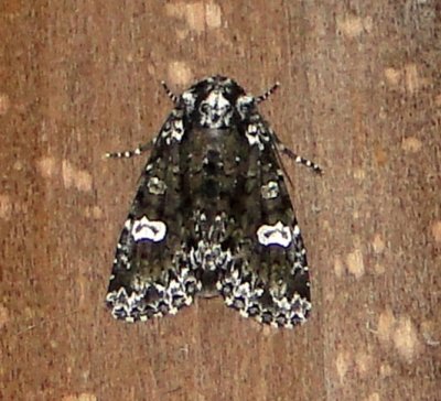 10292  Melanchra adjuncta  Hitched Arches Moth  5-19-2011 Athol Ma.JPG