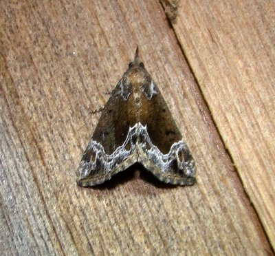 8445 Hypena abalienalis White-lined Bomolocha Moth 5-19-2011 Athol Ma.JPG