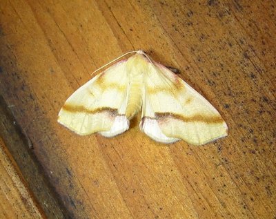 6840 E – Plagodis serinaria – Lemon Plagodis Moth 5-20-2011 Athol Ma.JPG