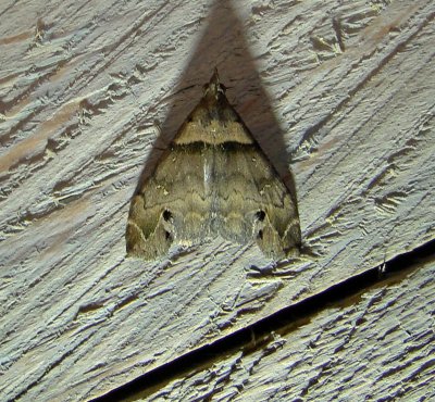 8393 – Lascoria ambigualis – Ambiguous Moth 5-21-2011 Athol Ma.JPG