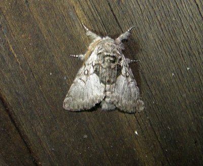 9184 – Colocasia flavicornis – Yellowhorn Moth 5-24-2011 Athol Ma 1.JPG