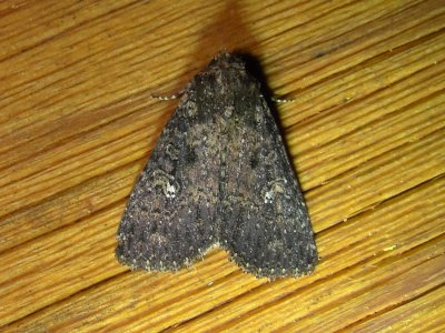 9696 – Condica vecors – Dusky Groundling Moth 5-24-2011Athol Ma .JPG
