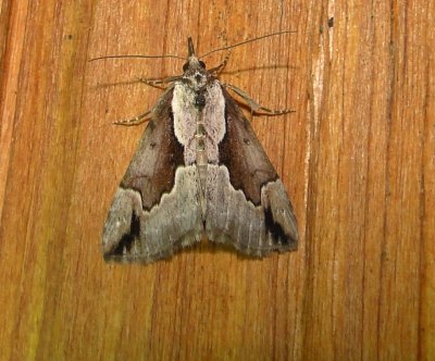 8442 – Hypena baltimoralis – Baltimore Bomolocha Moth 5-25-2011 Athol Ma.JPG
