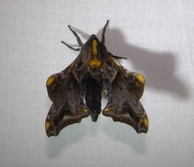 7825 – Paonias myops – Small-eyed Sphinx Moth 5-26-2011 Athol Ma.JPG