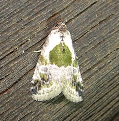 9049 – Maliattha synochitis – Black-dotted Lithacodia Moth 5-26-2011 Athol Ma.JPG