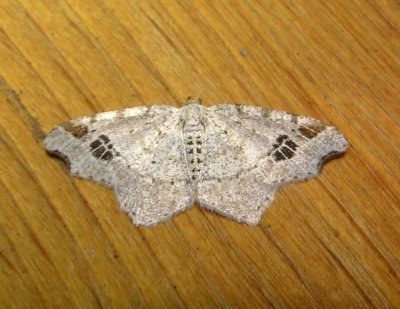 6326 B – Macaria aemulataria – Common Angle Moth 5-28-2011 Athol Ma.JPG
