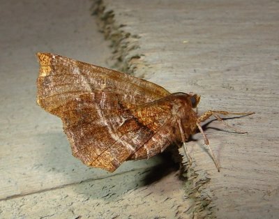 6817 E – Selenia alciphearia – Northern Thorn Moth 5-28-2011 Athol Ma.JPG