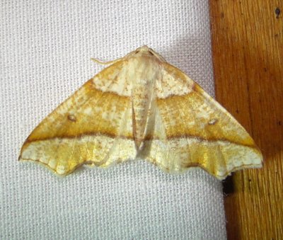 6844 E – Plagodis alcoolaria – Hollow-spotted Plagodis Moth5-27-2011 Athol Ma.JPG
