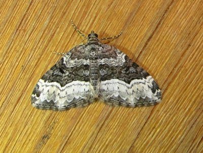 7390 E – Xanthorhoe lacustrata – Toothed Brown Carpet Moth 5-25-2011 Athol Ma.JPG