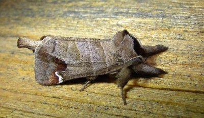 7895 – Clostera albosigma – Sigmoid Prominent Moth 5-28-2011 Athol Ma.JPG