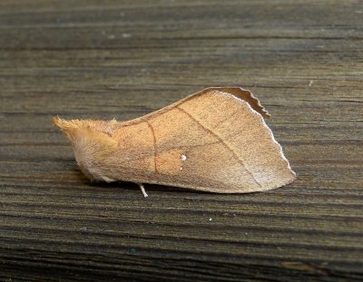 7915 – Nadata gibbosa – White-dotted Prominent Moth 5-28-2011 Athol Ma 1.JPG