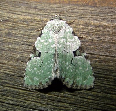 9065 – Leuconycta diphteroides – Green Leuconycta Moth 5-28-2011 Athol Ma.JPG