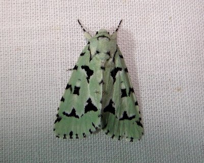 9281 – Agriopodes fallax – Green Marvel Moth 5-28-2011 Athol Ma.JPG