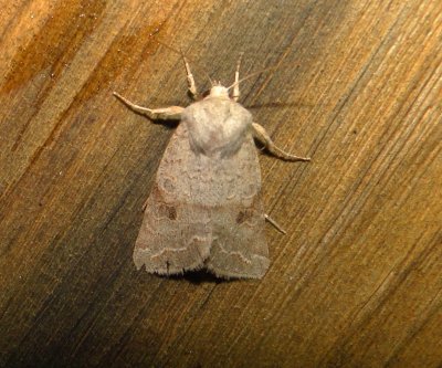 10490 – Orthosia revicta – Subdued Quaker Moth 5-19-2011 Athol.JPG