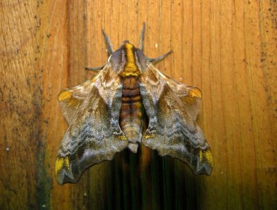 7825  Paonias myops  Small-eyed Sphinx Moth 5-30-2011 Athol Ma.JPG