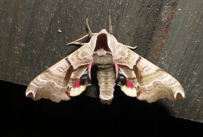 7821  Smerinthus jamaicensis  Twin-spotted Sphinx Moth 6-4-2011 Athol Ma 6.JPG