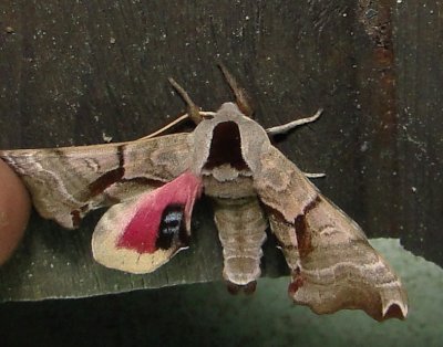 7821  Smerinthus jamaicensis  Twin-spotted Sphinx Moth 6-4-2011 Athol Ma 4.JPG