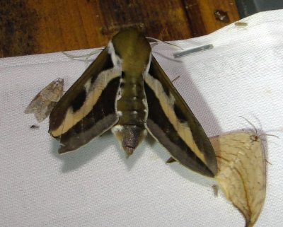 Sphinx Moths