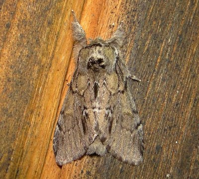 7917 – Hyperaeschra georgica – Georgian Prominent Moth 6-2-2011 Athol Ma.JPG