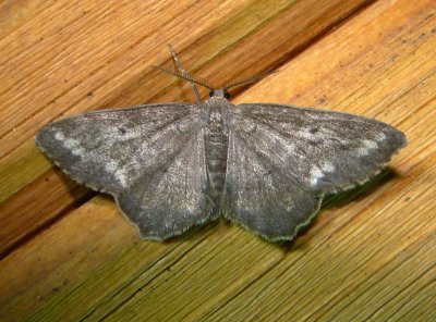 6654 E – Hypagyrtis unipunctata – One-spotted Variant Moth 5-30-2011 Athol Ma.JPG