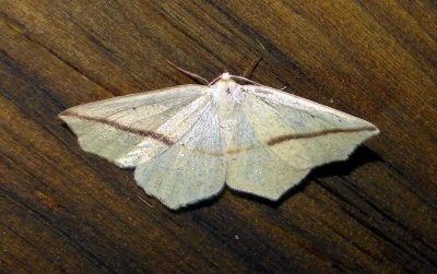 6963 E – Tetracis crocallata – Yellow Slant-line Moth 6-5-2011 Athol Ma.JPG