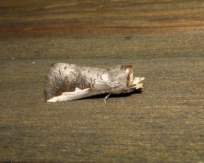 7953 – Symmerista leucitys – Orange-humped Mapleworm Moth 6-5-2011 Athol Ma.JPG