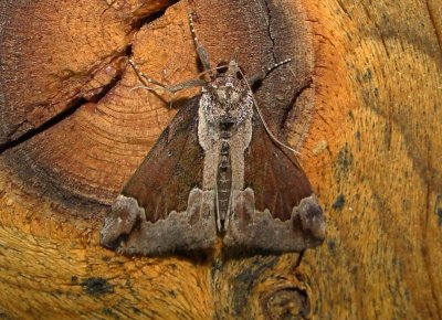 8442 – Hypena baltimoralis – Baltimore Bomolocha Moth 6-6-2011 Athol Ma.JPG