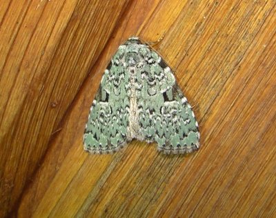 9065 – Leuconycta diphteroides – Green Leuconycta Moth 6-5-2011 Athol Ma.JPG