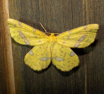 6740 E – Xanthotype urticaria – False Crocus Geometer Moth 6-6-2011 Athol Ma.JPG