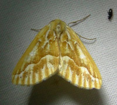 6864 E – Caripeta piniata – Northern Pine Looper Moth 6-7-2011.JPG