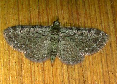 7625 E – Pasiphila rectangulata – Green Pug Moth 6-7-2011 Athol Ma 5.JPG