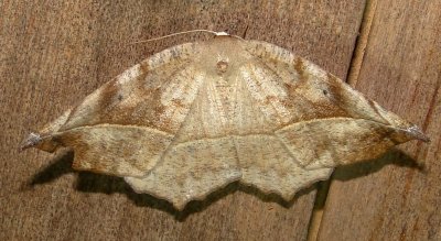 6966 E – Eutrapela clemataria – Curve-toothed Geometer Moth 6-7-2011 Athol Ma.JPG