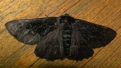 6763 E – Phaeoura quernaria – Oak Beauty Moth Melanic 6-7-2011 Athol Ma.JPG