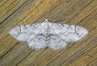 6588 E – Iridopsis larvaria – Bent-line Gray Moth 5-20-2011 Athol Ma.JPG