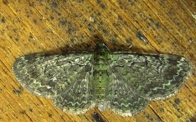 7625 E – Pasiphila rectangulata – Green Pug Moth 6-10-2011 Athol Ma.JPG